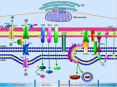 Endoplasmic Reticulum-Mitochondria Contacts: A Potential Therapy Target for Cardiovascular Remodeling-Associated Diseases